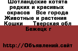 Шотландские котята редких и красивых  окрасов - Все города Животные и растения » Кошки   . Тверская обл.,Бежецк г.